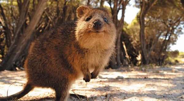 Rottnest Island’s icon, the happiest animal on earth, “Quoka”.