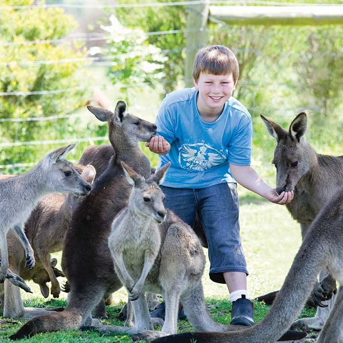 [🚂Puffing Billy + Phillip Island Combo] Retro Steam Train, Fairy Tale Village &amp; Wild Safari + Penguin Parade One-Day Tour 
